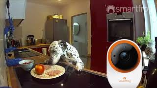 Smartfrog Cam I Hund is(s)t alles Wurst!