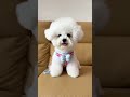 Cute Pet Harness & Leash Set with Butterfly Decor & Metal Tag