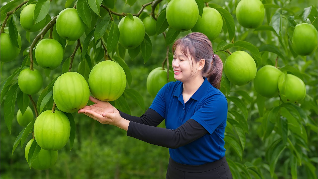 3 Days Harvesting Forest Fruit | Harvesting Snake Apple To Sell- How to make snake skin apple jam