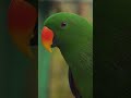 Курьёзная новость про пьяных попугаев