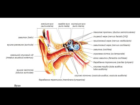 235. ОРГАНИ СЛУХУ ТА РІВНОВАГИ. Зовнішнє, середнє, внутрішнє вухо - AnatomUa - AUDIO