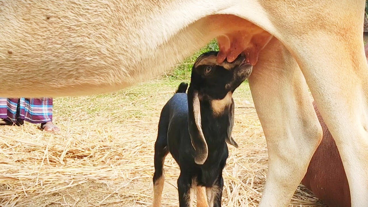 Oh My God! See Cow A Goat Drinks Milk From Cow's milk। The Village Life