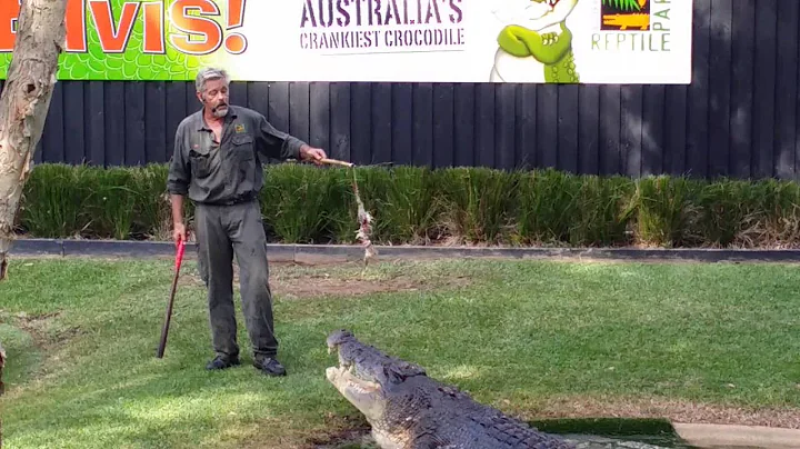 Croc feeding 1