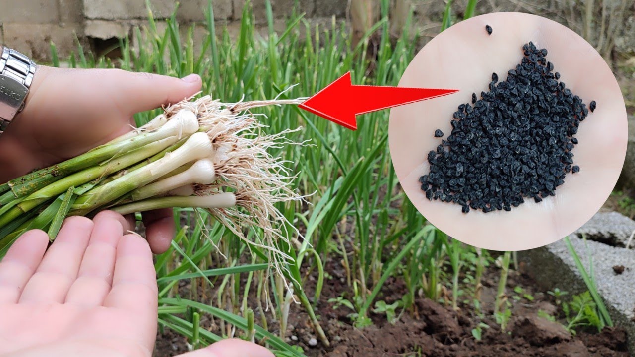 How To Grow Leeks / grow Leeks seeds YouTube