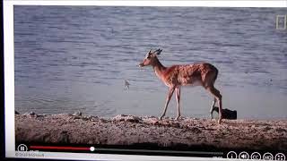 AFRICA WATERHOLE DRAMA