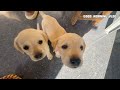 Subah Subah Inki Masti 🐶❤️ | Misty Ke Cute Puppies Morning Fun 