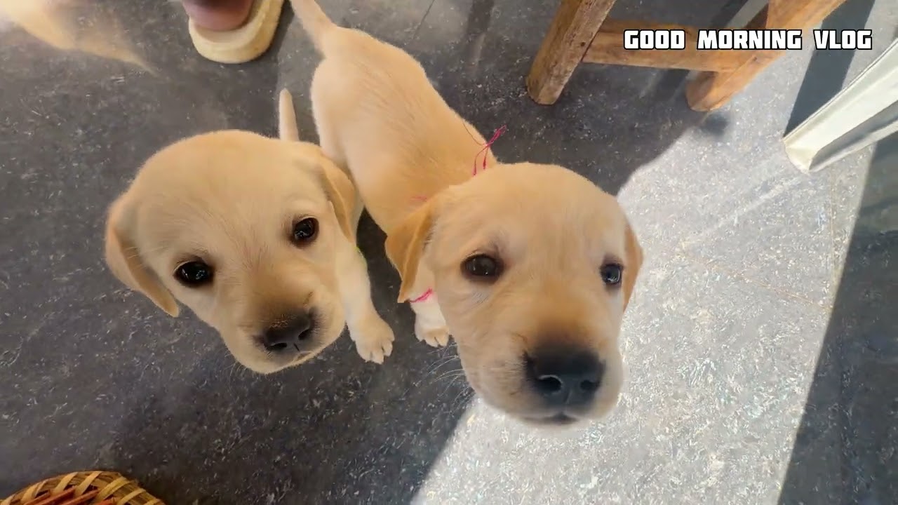 Subah Subah Inki Masti 🐶❤️ | Misty Ke Cute Puppies Morning Fun 