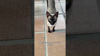 O que minha gata viu aqui?#Gato #Gatos #GatoSiamês #Siamês #GatoCurioso #gateiraporamor #cat #pets