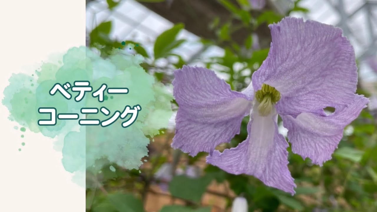クレマチス・ベティー コーニング| 種・苗・ガーデニング用品の