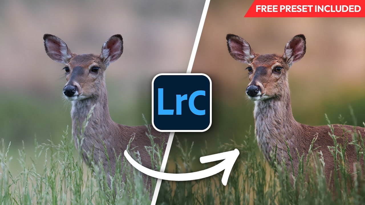 Мой любимый процесс обработки фотографий дикой природы в Lightroom.