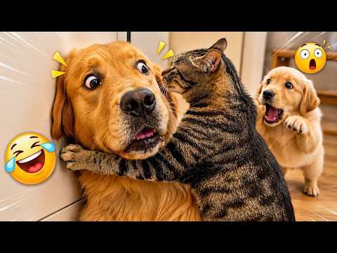 Impossible Not To Laugh 😂 Funniest Animal Videos | Cats & Dogs Being Comedian Pets All Day Long 😹🐶