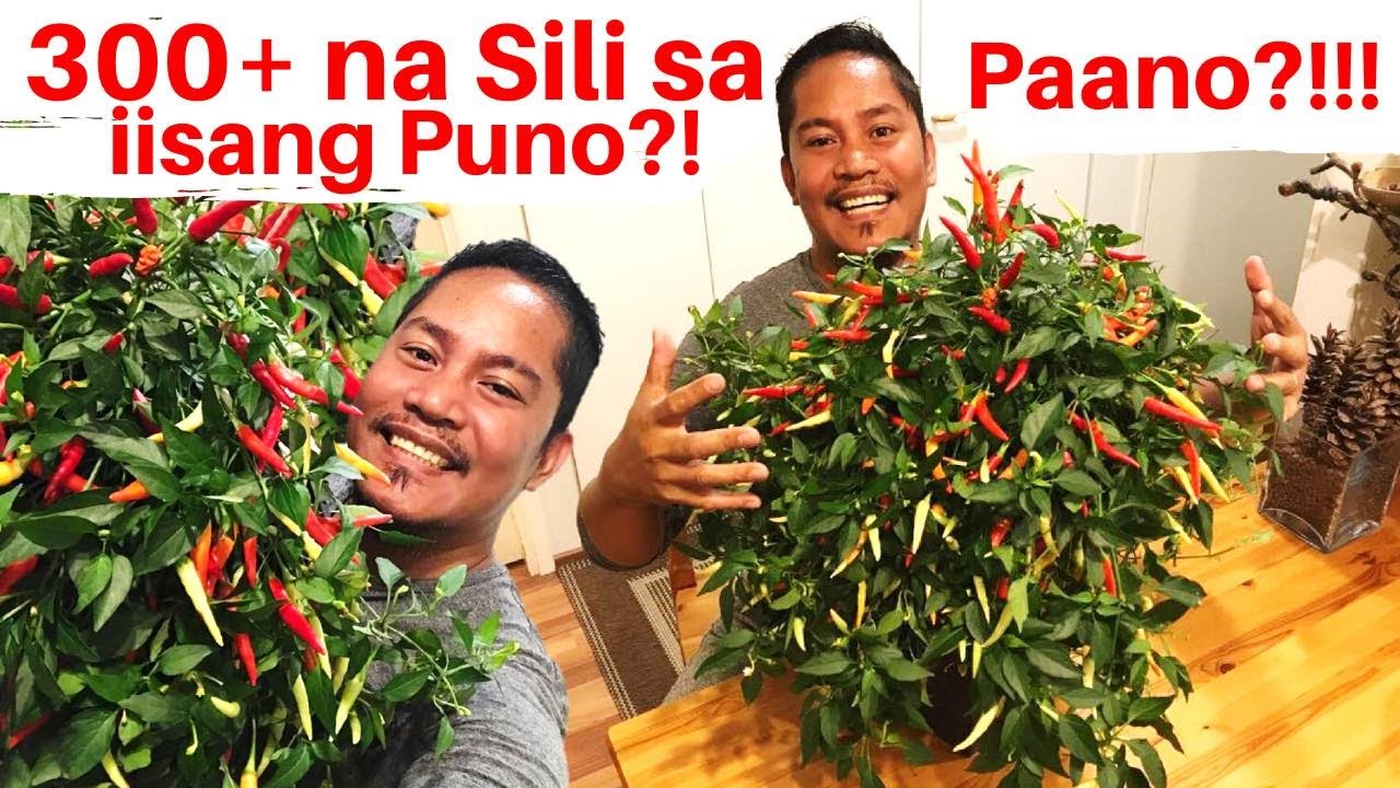 PAANO MAGPARAMI NG BUNGA ng SILI sa LOOB ng BAHAY? GROW CHILI! GARDEN. GARDENING. INDOOR GARDENING.