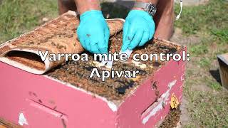 Varroa Mite Control  - Apivar