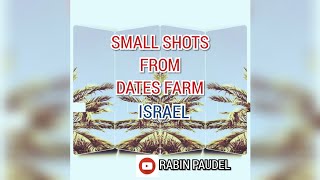 SMALL SHOT FROM DATES FARM | EIN YAHAV | ISRAEL