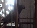 Naughty parrot