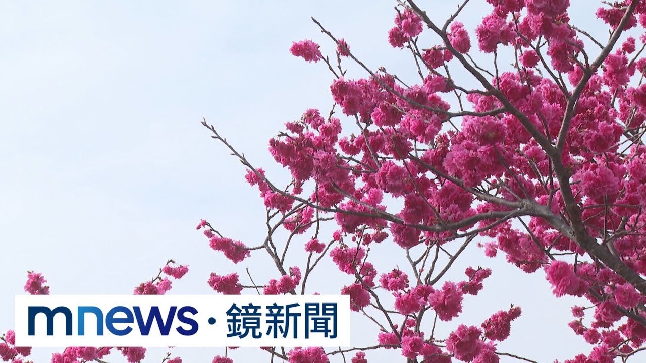 全台櫻花盛開　「最美派出所」泰安櫻花季登場｜#鏡新聞