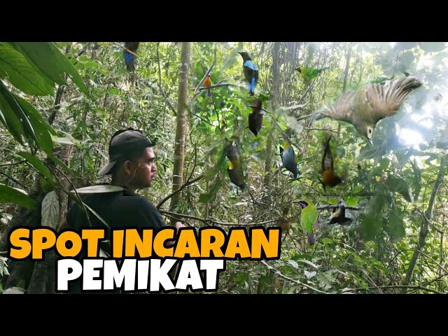 RESCUE BURUNG DARI PEMIKAT | MACAM² BURUNG MEWAH KAMI LEPAS KEMBALI KE HABITATNYA class=