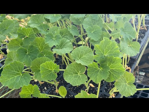 Watch: Planting Pumpkins