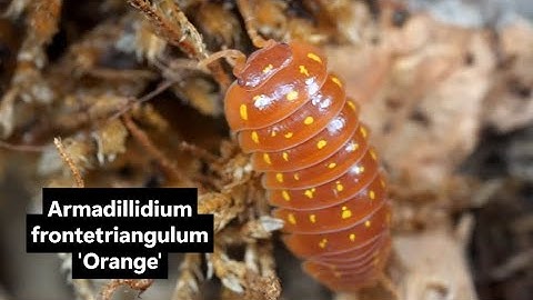 Armadillidium frontetriangulum 