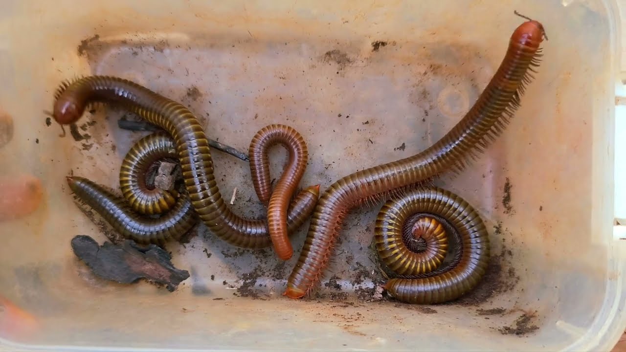 Walking Inside The Mountain And Catch Millipede, Insects - Bugs - YouTube