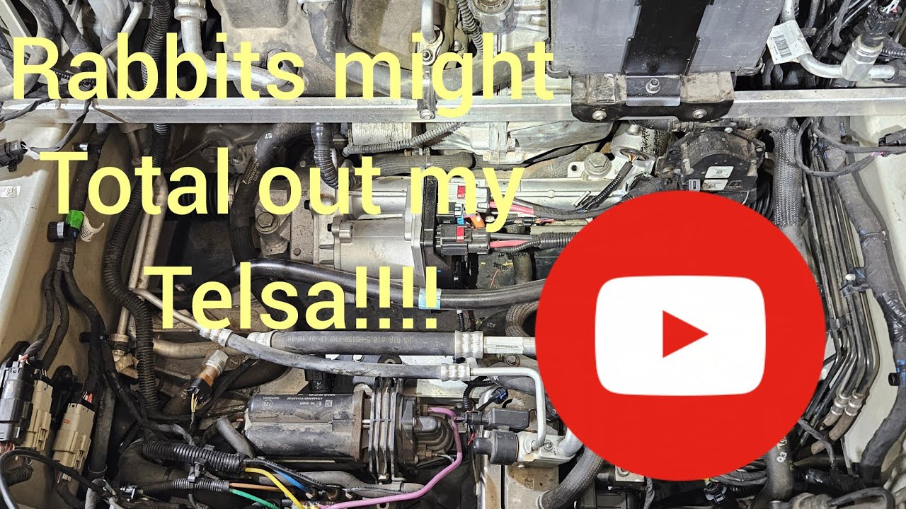 Rodents and rabbits chewing on wires!!!