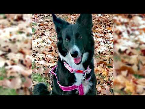 Vidéo: Quels sont les avantages du varech pour les chiens?