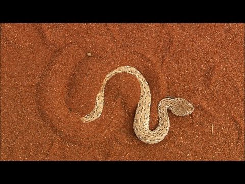 Terrifying: The Venomous Sidewinder Snake Slithers at 18 MPH