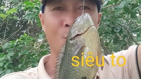 Tập - 45 - Câu Cá Rô Đồng - Mùa Nước Nổi - Ngồi chỗ Giật Cá Móc Mòi không kịp.@tanhungmientay 