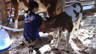 ガンジー牛の赤ちゃんと搾乳する飼育員 （埼玉県こども動物自然公園）Calf Guernsey & Zookeeper by manyamou 52 views 4 days ago 6 minutes, 29 seconds