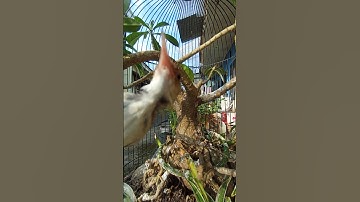 prenjak lumut didalam bonsai kamboja agresif banget