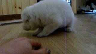 Powder Polar pups 3 weeks old.AVI