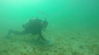 When Remora attacks!