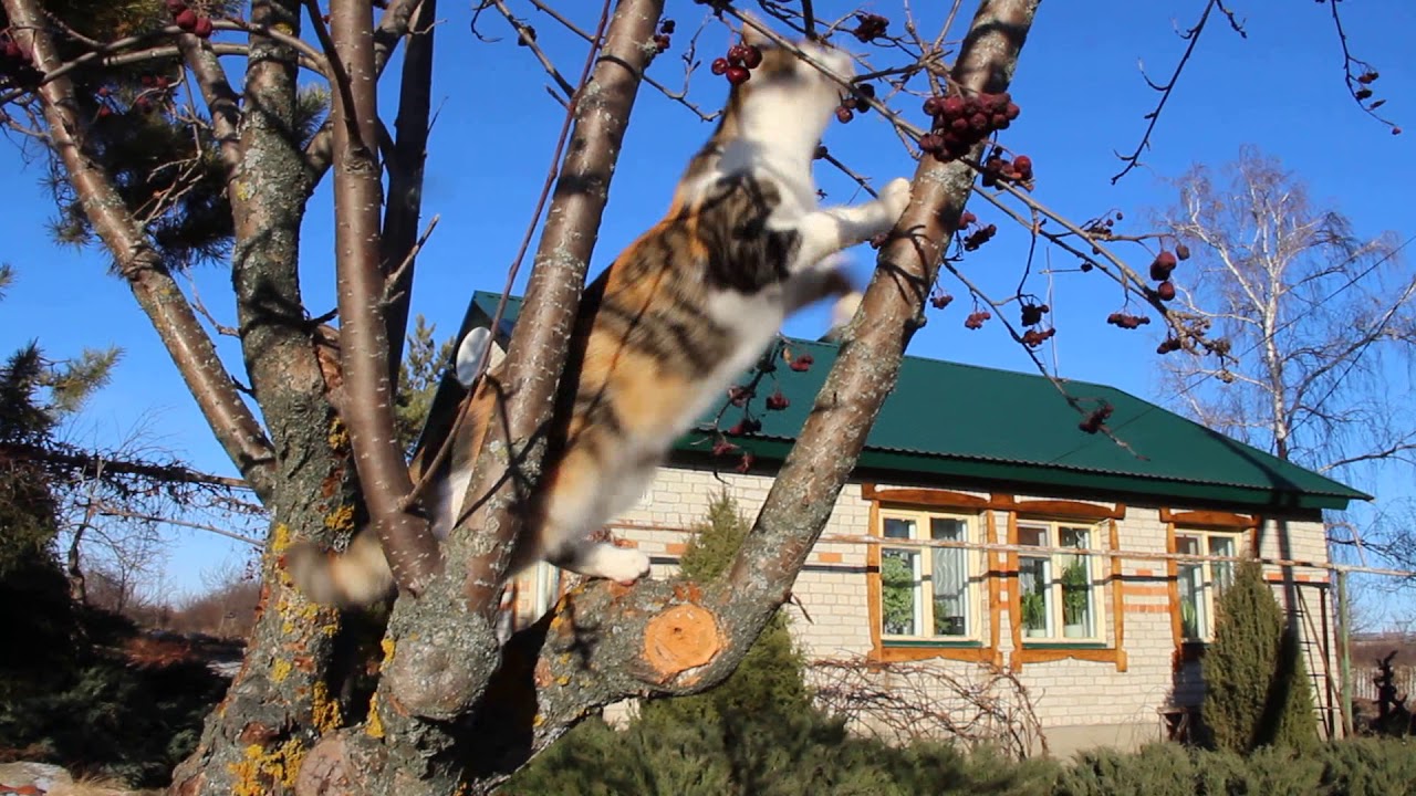 Лето вчера словно было. Холодное солнце, деревья и снег. И дятел стучит ...