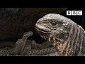 Iguana chased by killer snakes  planet earth ii islands  bbc