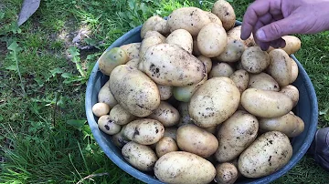 Quand fleurissent les patates ?