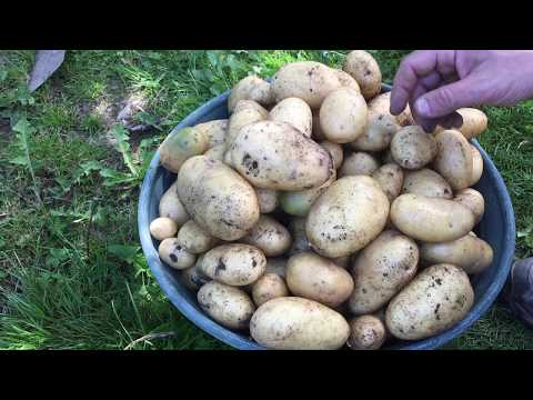 Vidéo: Quand les pommes de terre frites sont-elles prêtes à être plantées ?