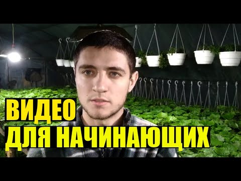 Выращивание цветов на продажу в домашних условиях как бизнес