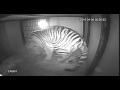 20160408 | 旭山動物園 | アムールトラ一頭目生まれる