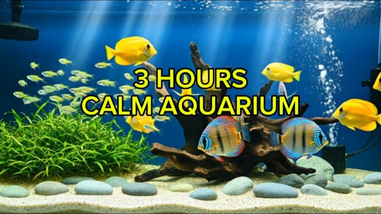 3 Hours Calm Aquarium 🐠 Relaxing Fish Tank for Sleep & Stress Relief # ...