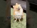 今推しがいない そこの君!! 首かしげで落としに来る犬🐶