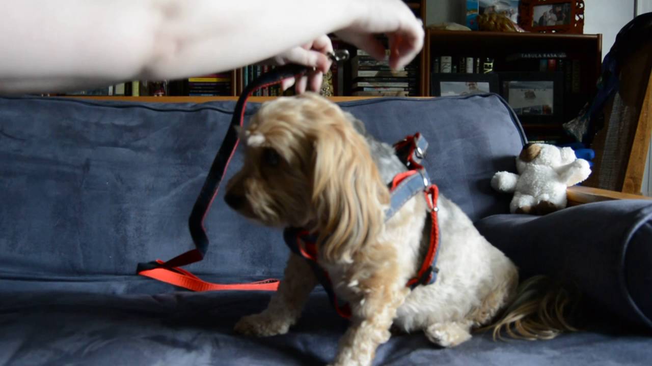 Olivery No-Pull Denim Harness and Leash