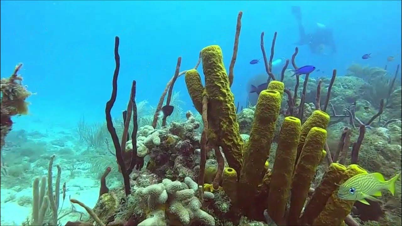 dressel divers bayahibe punta cana 2022 YouTube