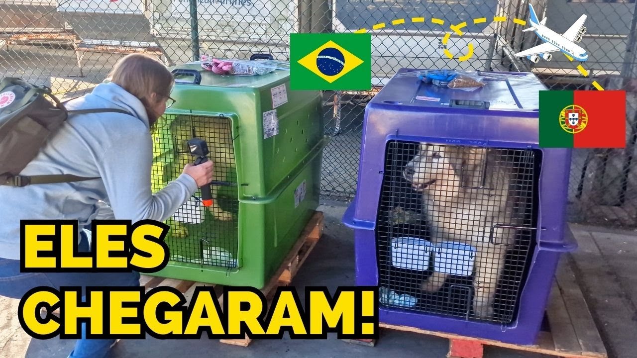 Todo o processo para trazer nossos cães para Portugal + A emoção da Chegada! #cargaviva #portugal