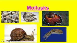 Chapter 11: Mollusks