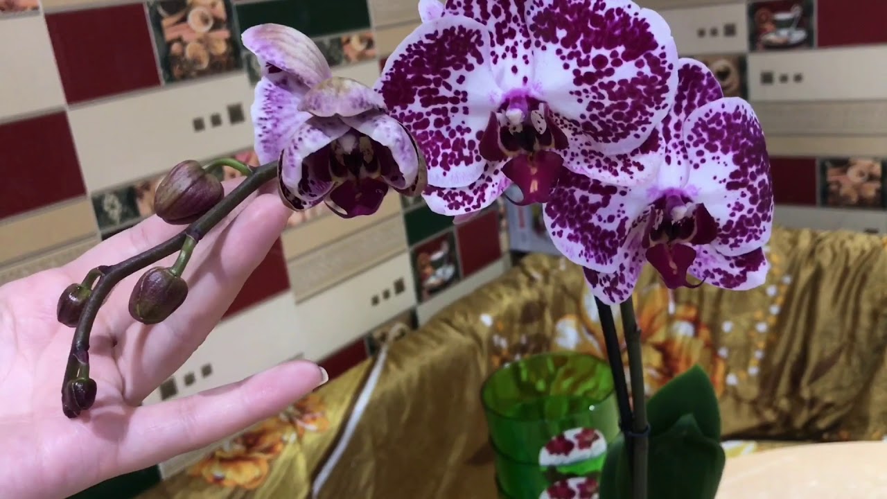 Где Купить Орхидеи Дешево Екатеринбург