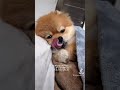 起きたらとなりにいたちびポメ#shorts #ポメラニアン