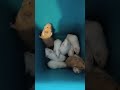 TBH Hamster Feeding Time for the Ball Pythons | Feeding Session Update