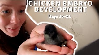 Chick Embryo Development Week 3 || Hatch Day!