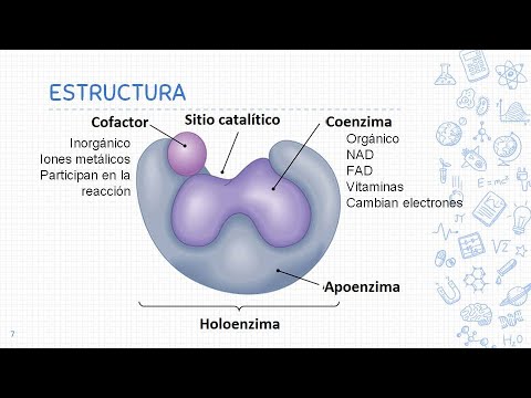 Video: ¿Qué es la enzima de restricción en biotecnología?