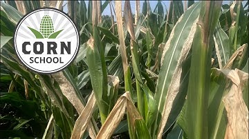 Corn School: How late nitrogen impacts plants and yield